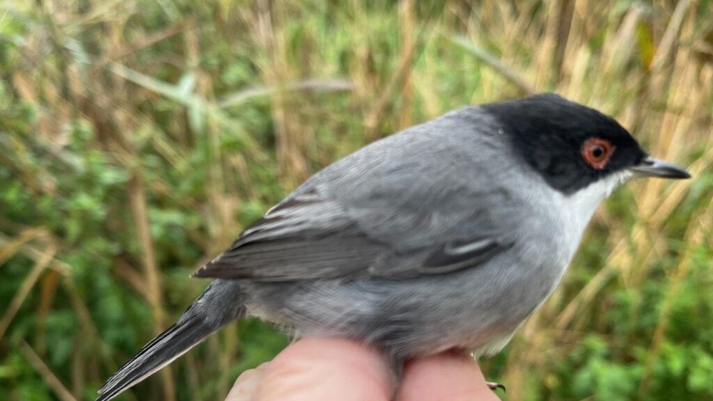 Schlammwiss: Un oiseau rare du bassin méditerranéen aperçu au Luxembourg