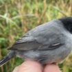 Schlammwiss: Un oiseau rare du bassin méditerranéen aperçu au Luxembourg