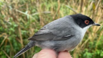 Schlammwiss: Un oiseau rare du bassin méditerranéen aperçu au Luxembourg