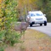 Sécurité routière: Comment l'IA pourrait éviter les collisions avec les animaux