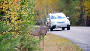 Sécurité routière: Comment l'IA pourrait éviter les collisions avec les animaux