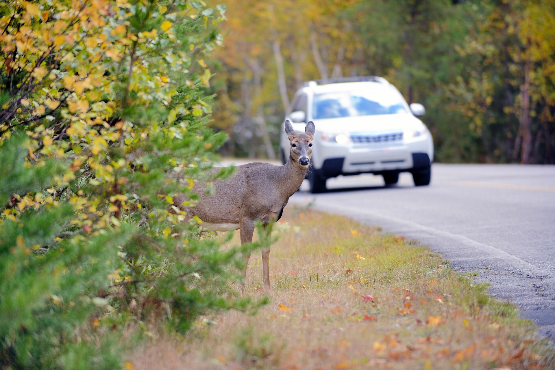 Sécurité routière: Comment l'IA pourrait éviter les collisions avec les animaux