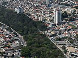 Seeing is be-leaf-ing! Man single-handedly plants 40,000 trees on derelict city-centre land and turns it into an urban forest that's home to 45 species of bird