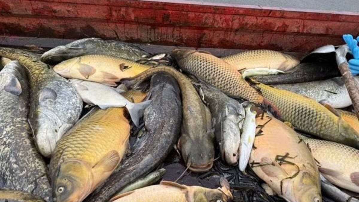 Seine-et-Marne : au moins une tonne de poissons morts après une pollution du canal du Loing