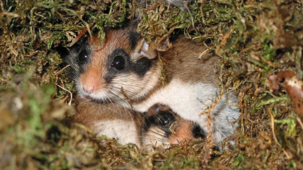 Seltene Tiere in Nordbayern: Unterstützung für die Schlafmaus „Zorro“