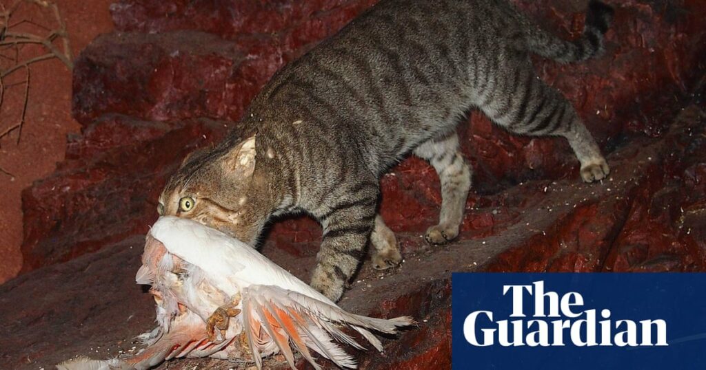 Shooters to target feral cats in NSW national parks amid boom in population