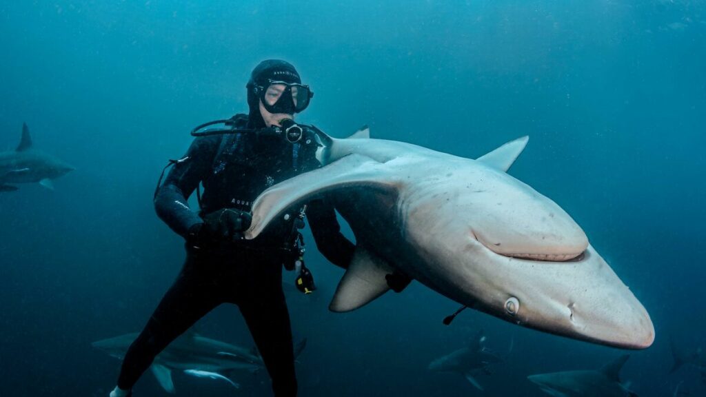 Steven Surina, l’homme qui hypnotise les requins