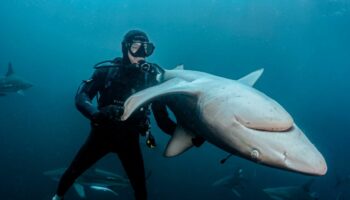 Steven Surina, l’homme qui hypnotise les requins