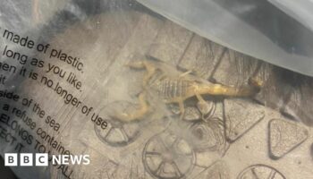 Student finds scorpion crawling inside Shein parcel