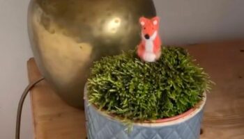 Stunning moss pots made from lawn waste will keep air in your home pure and clean