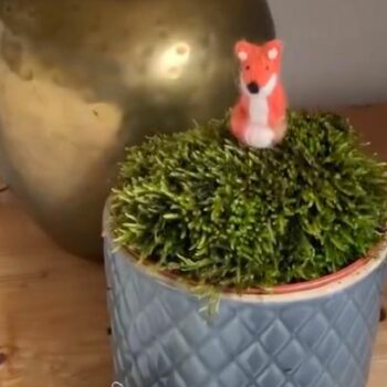 Stunning moss pots made from lawn waste will keep air in your home pure and clean