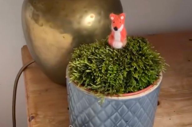 Stunning moss pots made from lawn waste will keep air in your home pure and clean