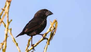 Sur les pas de Darwin, une équipe anticipe l’évolution du chant des pinsons des Galápagos