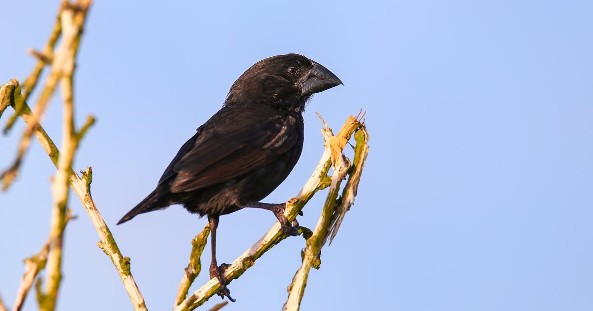 Sur les pas de Darwin, une équipe anticipe l’évolution du chant des pinsons des Galápagos