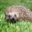 Tier des Jahres: Der Igel soll nicht unter die Räder kommen