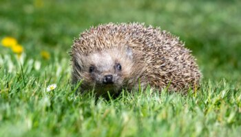 Tier des Jahres: Der Igel soll nicht unter die Räder kommen