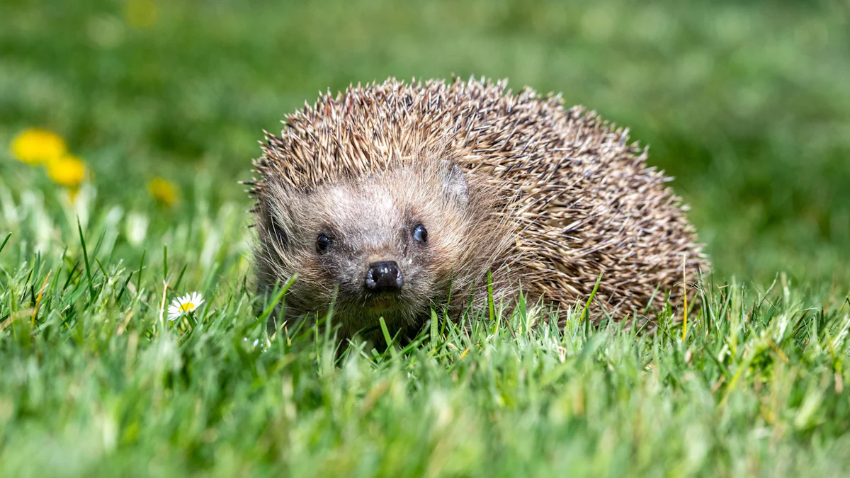 Tier des Jahres: Der Igel soll nicht unter die Räder kommen