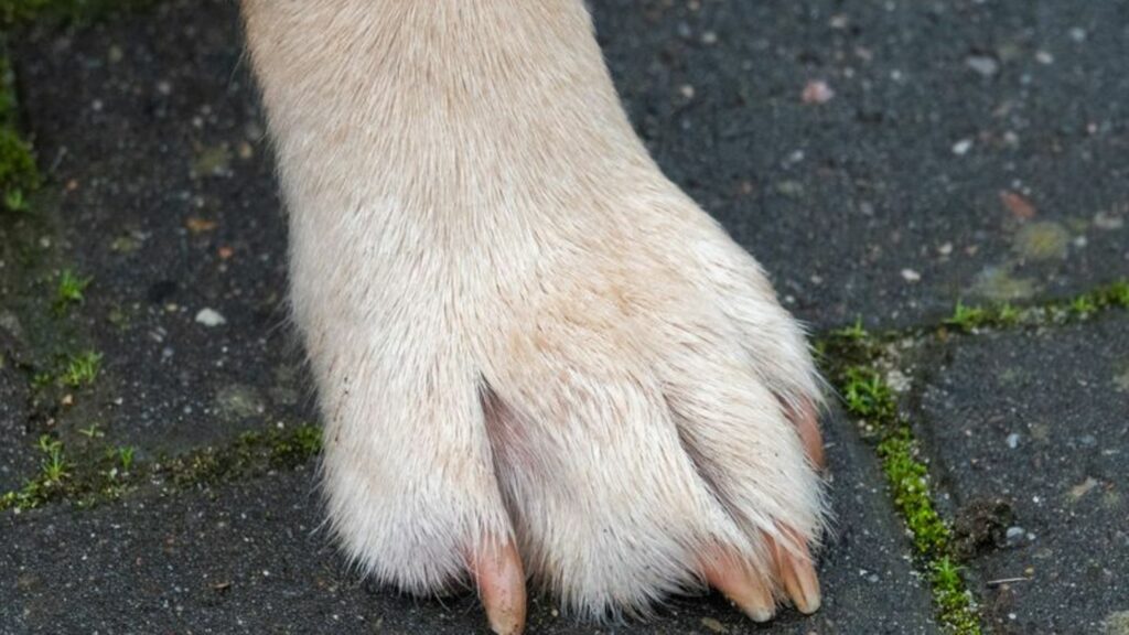 Halter von Assistenzhunden müssen ab 2025 keine Hundesteuer mehr zahlen (Symbolbild). Foto: Demy Becker/dpa