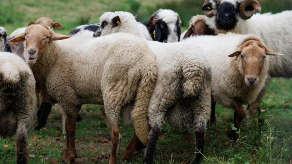 Die Tierseuchenkasse Niedersachsen hat einen ersten Antrag für eine Härtefallbeihilfe nach einem Tierverlust durch die Blauzunge