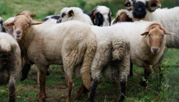 Die Tierseuchenkasse Niedersachsen hat einen ersten Antrag für eine Härtefallbeihilfe nach einem Tierverlust durch die Blauzunge