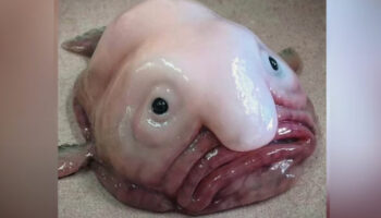 Tout ce que vous ne savez pas sur le blobfish, connu sur internet comme l'animal le plus moche du monde