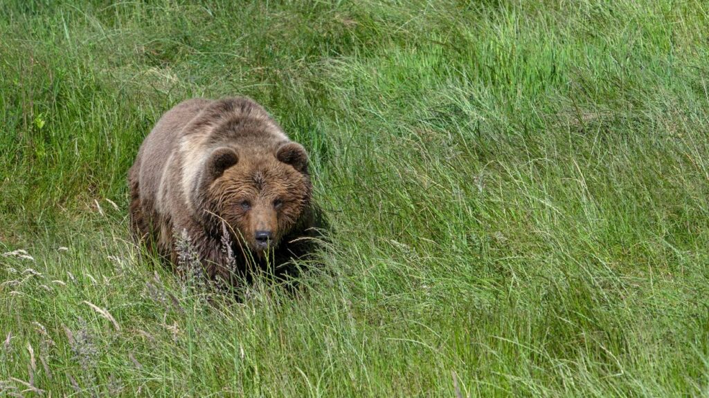 Trentino: Pilzsammler in Norditalien von Bär angegriffen