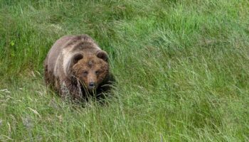 Trentino: Pilzsammler in Norditalien von Bär angegriffen