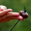 Tricherie: Un concours de batailles de marrons dans la tourmente en Angleterre