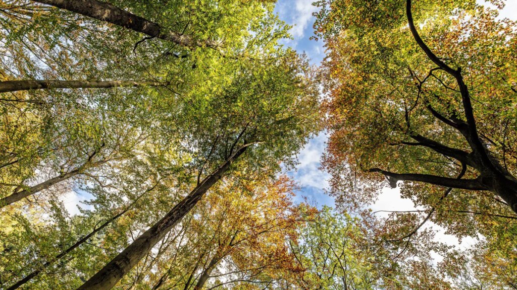 Umweltschutz: Wie Deutschland seine Natur schützen will