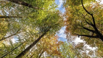 Umweltschutz: Wie Deutschland seine Natur schützen will