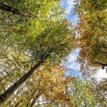 Umweltschutz: Wie Deutschland seine Natur schützen will