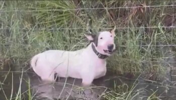 Un hombre es arrestado por abandonar a su perro durante la evacuación por llegada del huracán Milton a Florida