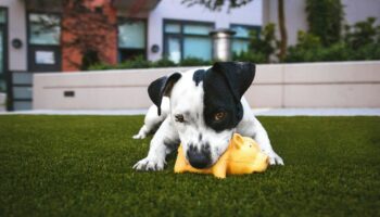 Un impôt sur les chiens? Quelle bonne idée!