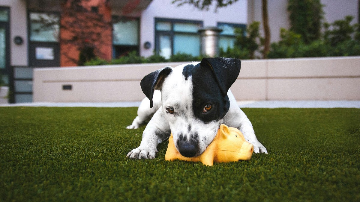 Un impôt sur les chiens? Quelle bonne idée!