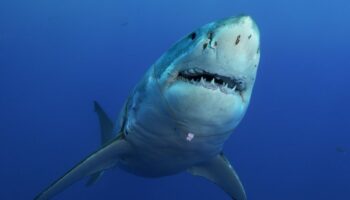 Un requin devenu subitement cool depuis qu’il porte un collier avec une dent de surfeur