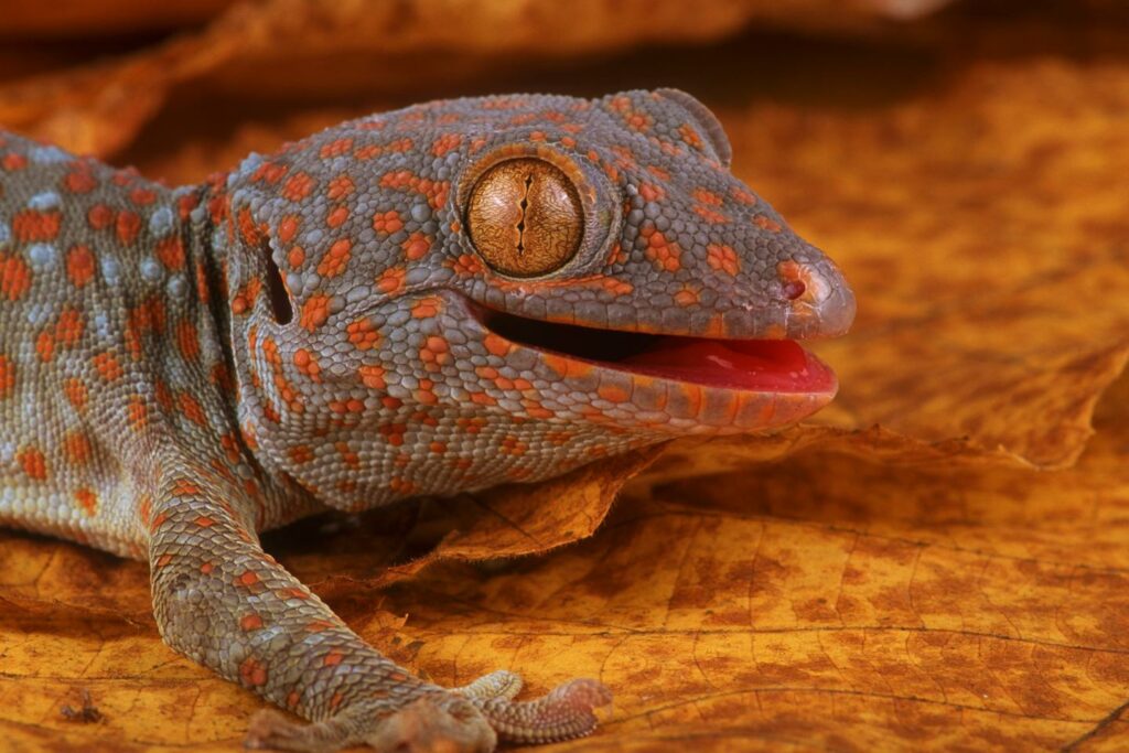 Un sixième sens découvert chez les geckos