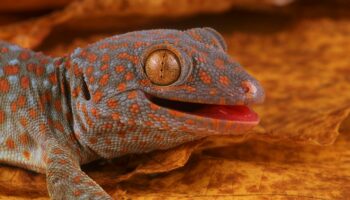 Un sixième sens découvert chez les geckos