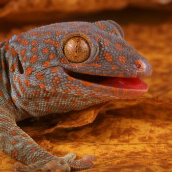 Un sixième sens découvert chez les geckos