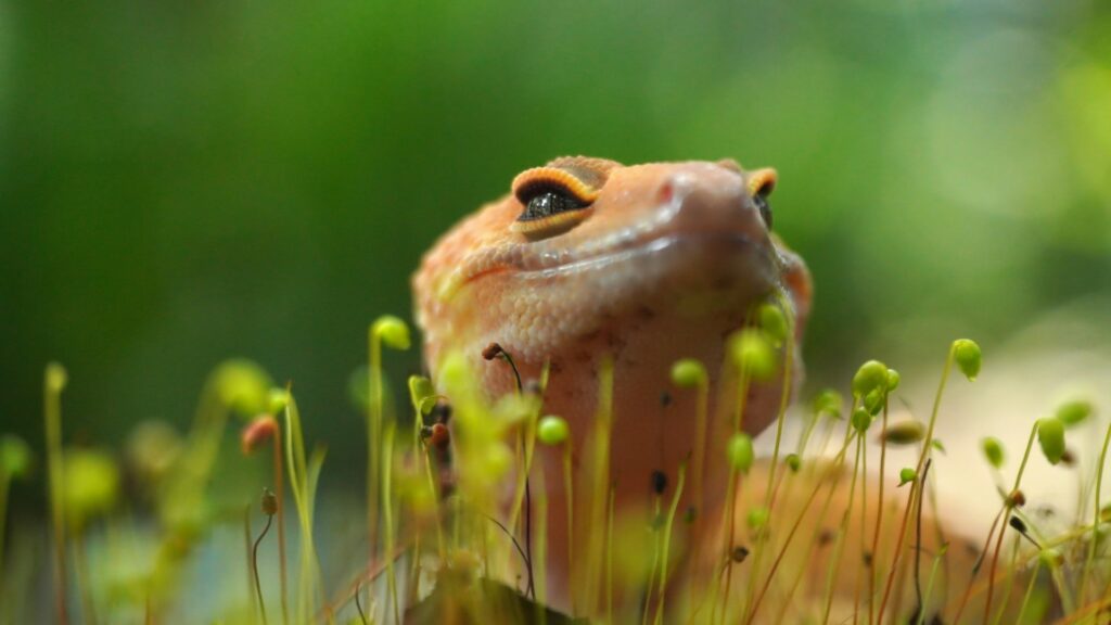 Un sixième sens vient d'être découvert chez un animal