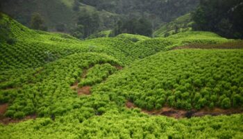 Une bonne partie arrive en Europe: La Colombie bat tous les records de production de cocaïne