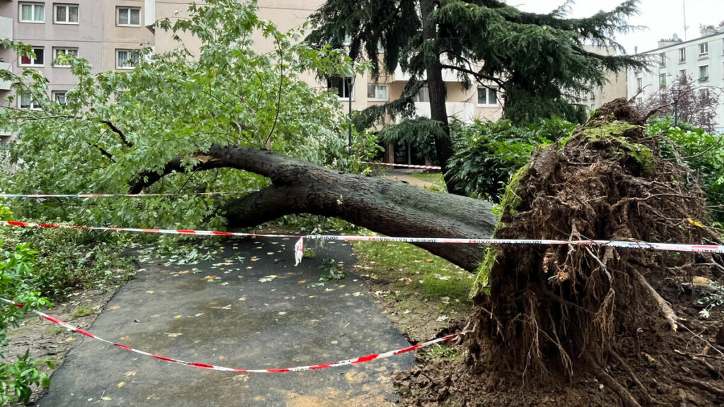 VIDÉO. « Un cauchemar ! » : à Paris, des riverains choqués après la mort d’un homme écrasé par la chute d’un arbre