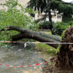 VIDÉO. « Un cauchemar ! » : à Paris, des riverains choqués après la mort d’un homme écrasé par la chute d’un arbre