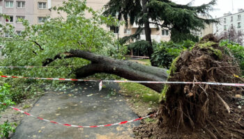 VIDÉO. « Un cauchemar ! » : à Paris, des riverains choqués après la mort d’un homme écrasé par la chute d’un arbre