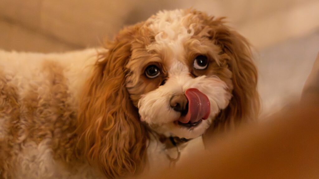 Votre chien a une excellente raison de vous lécher les pieds