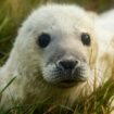 Vous êtes à deux doigts de pleurer devant la photo d'un chiot? C'est normal, voici pourquoi