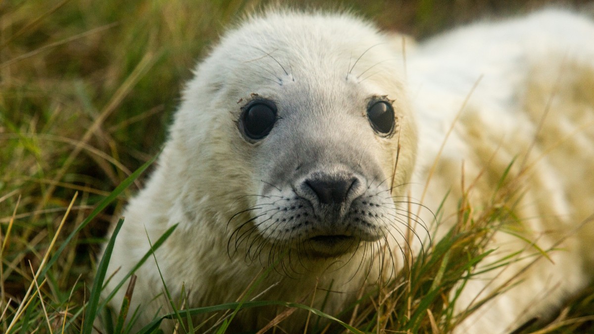 Vous êtes à deux doigts de pleurer devant la photo d'un chiot? C'est normal, voici pourquoi