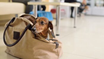 Vous voyagez avec votre chien ? Cette ville est la plus accueillante de France