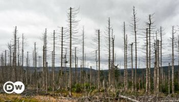 Warum das Waldsterben in Deutschland gut sein könnte