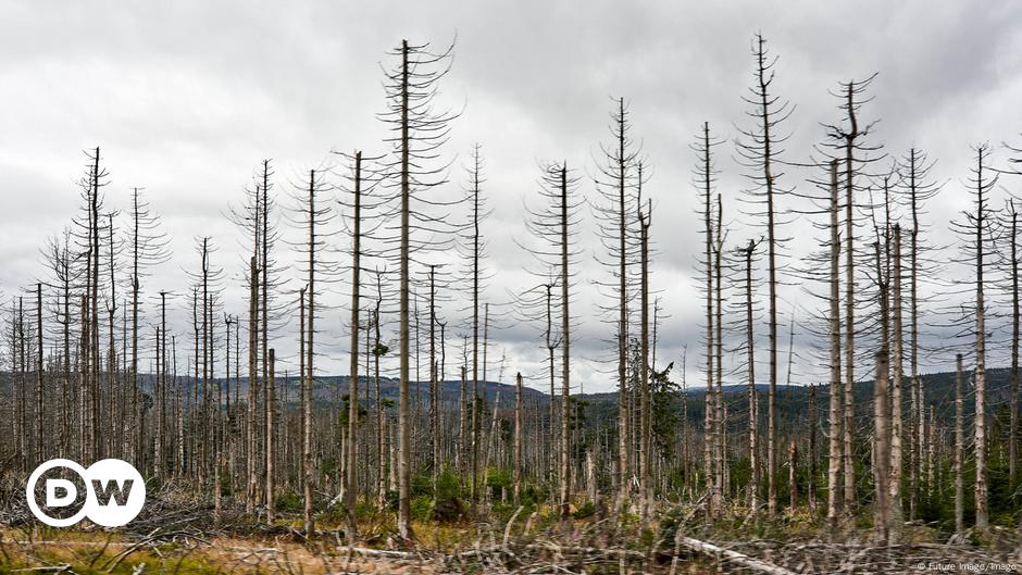 Warum das Waldsterben in Deutschland gut sein könnte