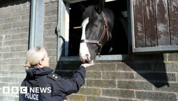 Watch: Training police horses to help deal with public disorder